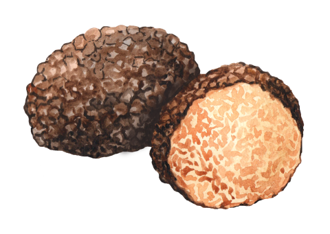 Truffle